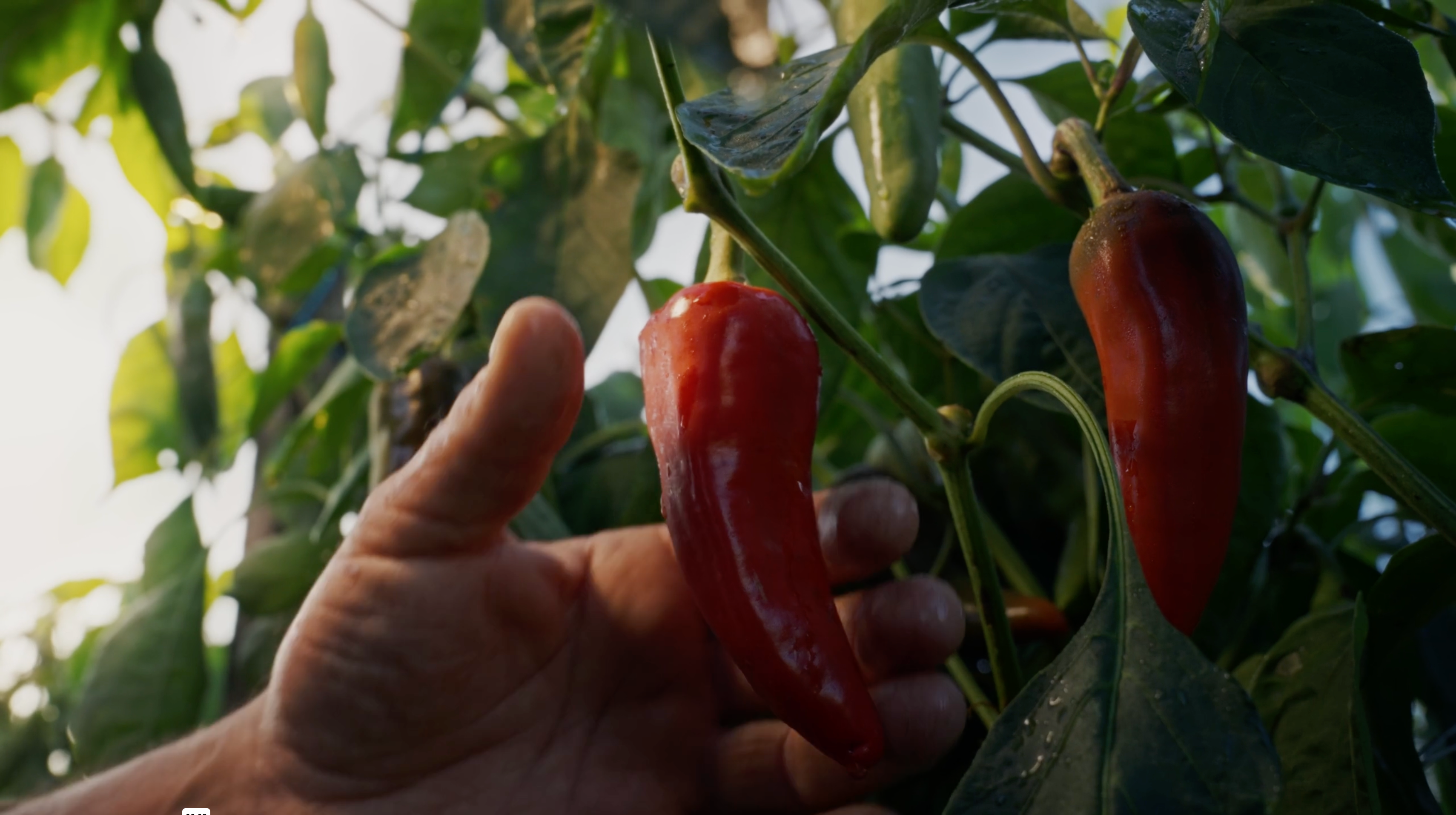 Piments d'espelette